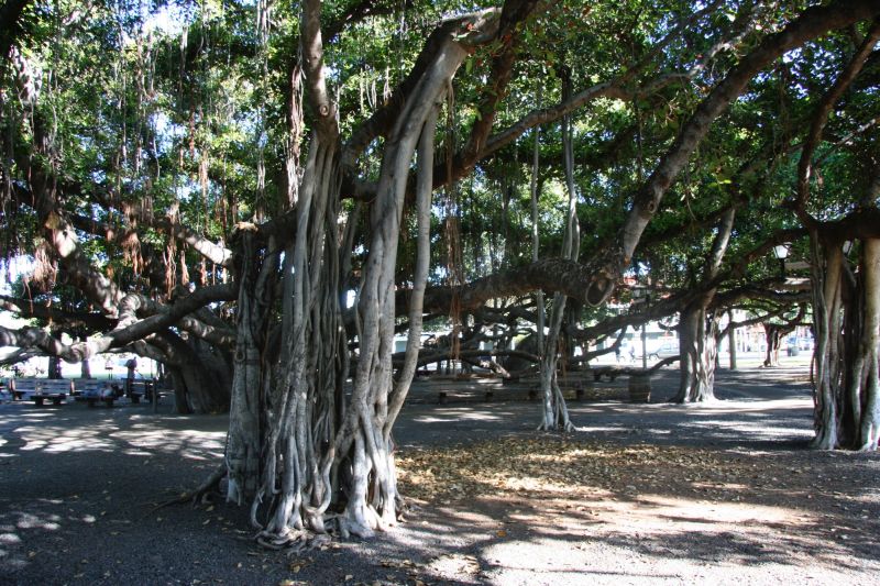 Banyan tree in Lahaina, Maui, Hawaii