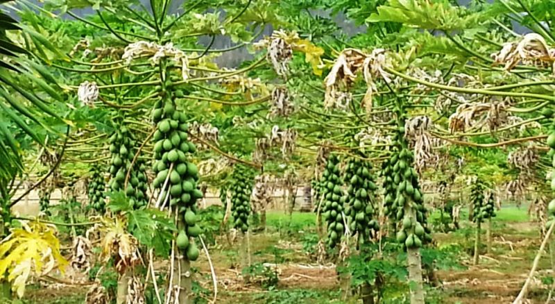 Maui Tropical Plantation - growing Sunrise Papaya