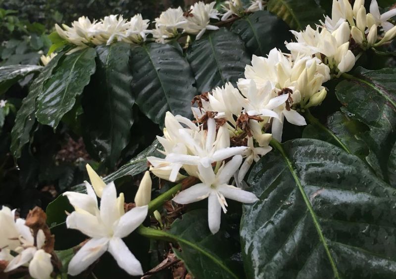 Coffee flowers at Kupa'a Farms, Kula, Maui