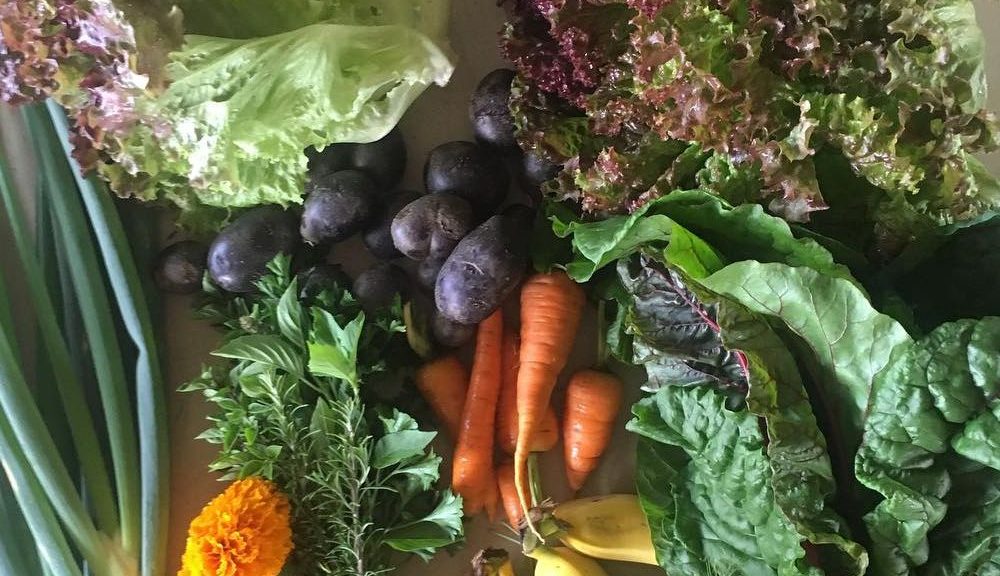 Vegetables grown on Kupa'a Farms, in Kula, Maui