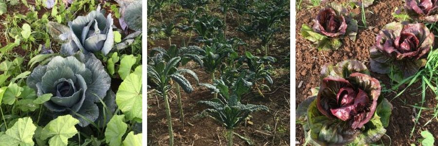 Purple cabbage, kale and radicchio on Oko'a Farms, Kula, Maui