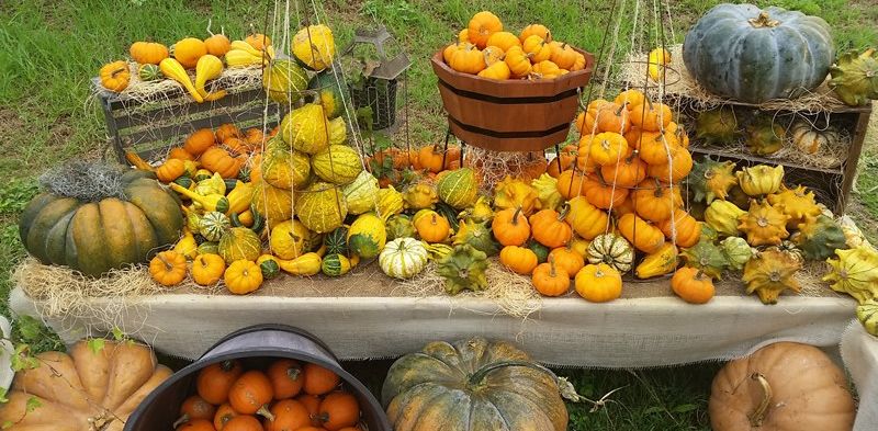 Kula Country Farms in Maui: Haystacks, corn and pumpkins galore!