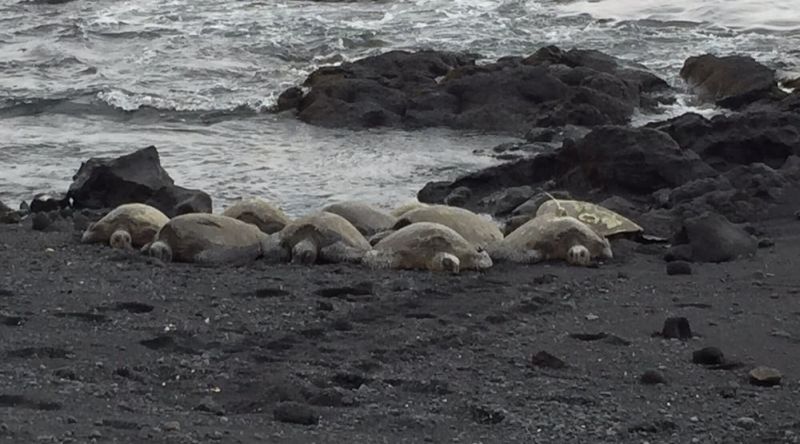 Turtles on Punaluu beach, Big Island