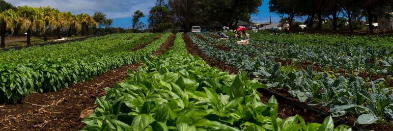 Kumu Farms, Maui - rows of planted vegetables
