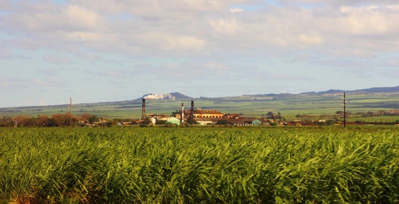 Maui Sugarcane Fields in front of the Puunene Sugar Mill and Sugar Museum