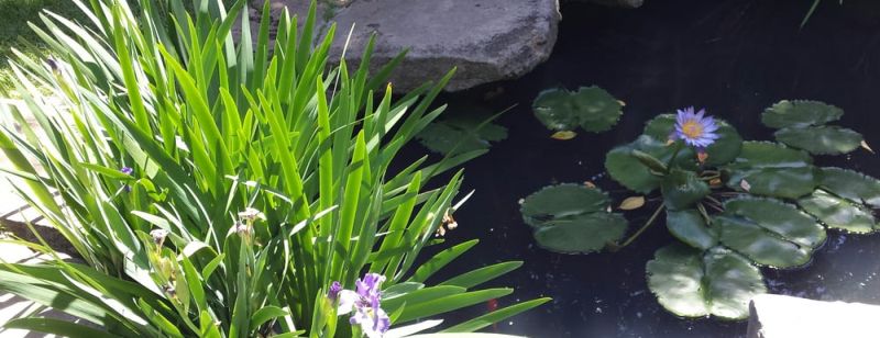 Honolulu Museum of Art - a pond in one of the courtyards