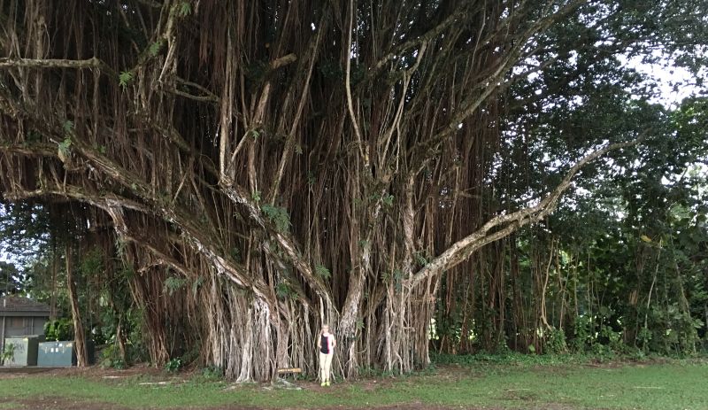 One of the bnyan trees on the Banyan Drive in Hilo