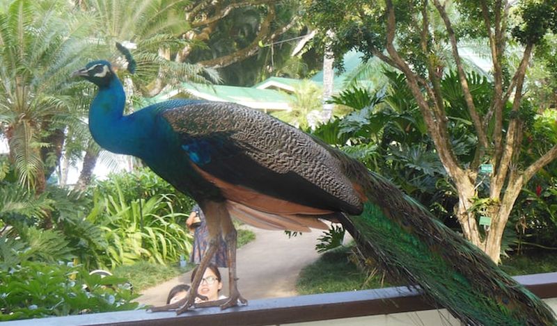 Peacock in Waimea Valley