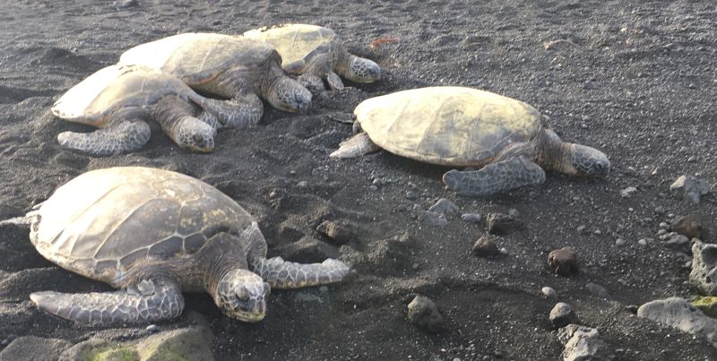Green Sea turtles basking in the sun on black sand Punaluu beach