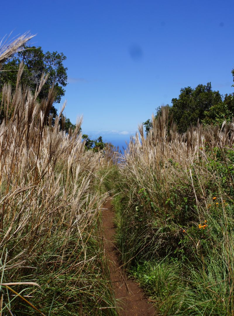 Rubbing shoulders with native plants on Awa'awapuhi Trial