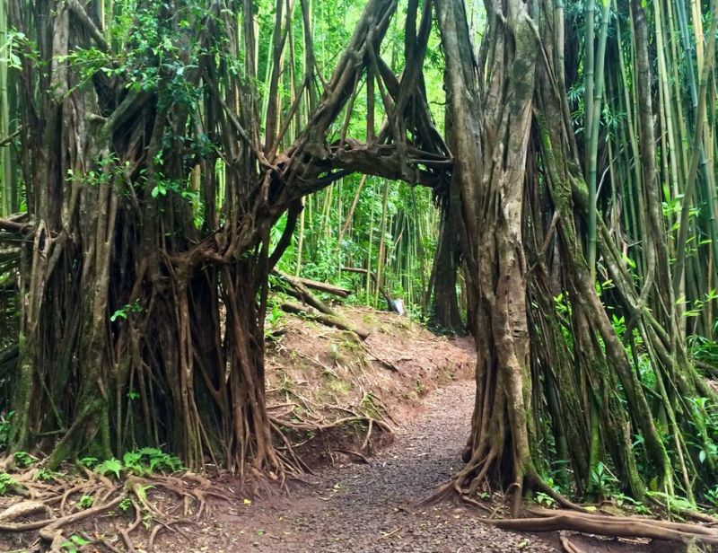 The trail goes up hill through the Banyan arch.