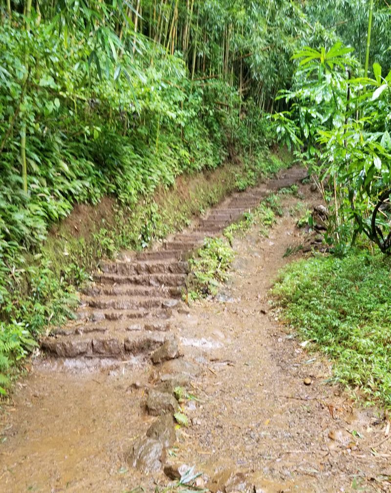 Manoa Falls trail staircase in light rain
