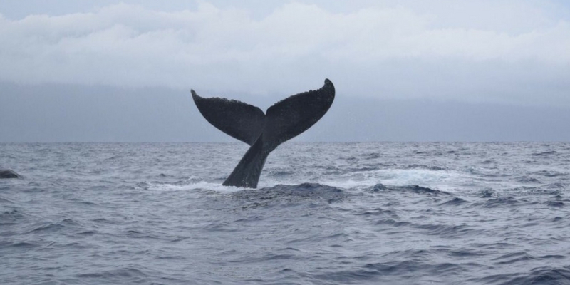 Whale's tail over the water