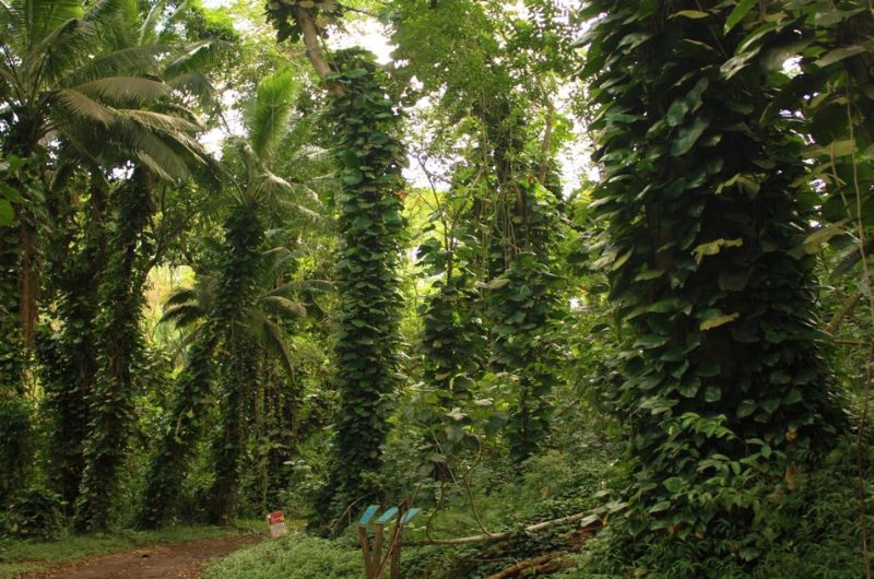 Amazing green forest on Maunawili Falls trail