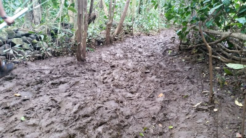 Maunawili Falls trail can get really muddy in the rain