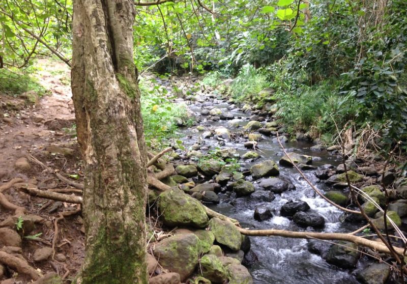 One of the smaller streams to cross on Maunawili Falls trail