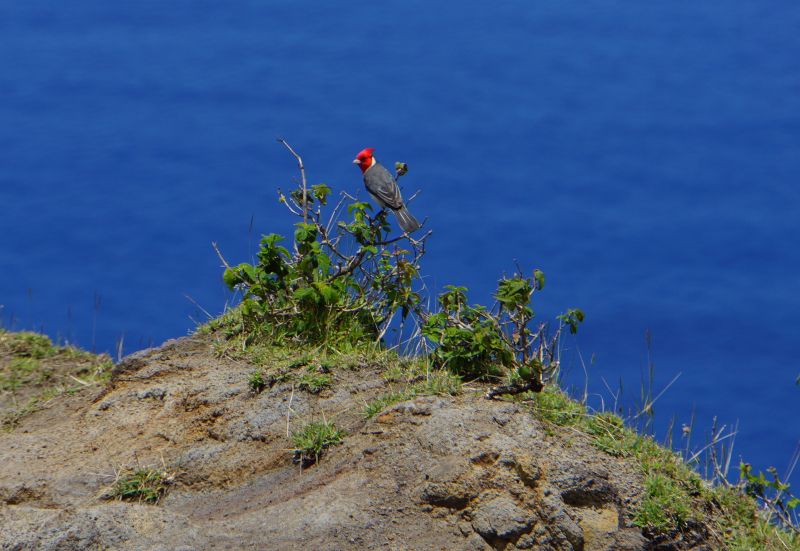 A red Cardinal at the end of Awa'awapuli trail