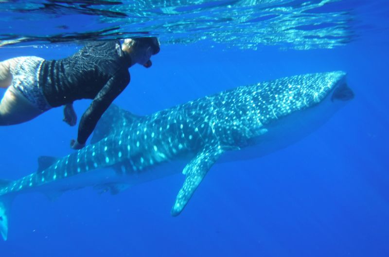 Swimmimh with whale shark in Hawaii