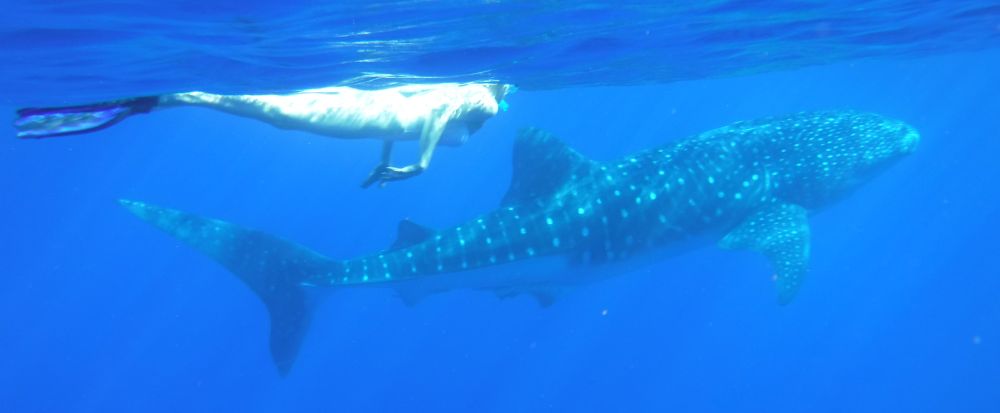 Whale shark in Hawaiian waters near the Kona Coast, Big Island