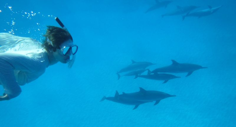 Swimming with wild dolphins in Hawaii, Kona Coast