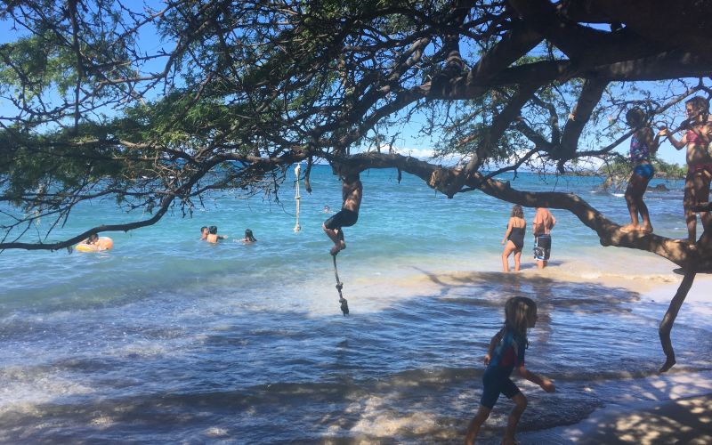Kids climbing a kiawe tree on Beach 69
