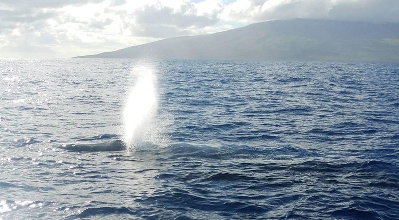Whale spout in Maui, Hawaii