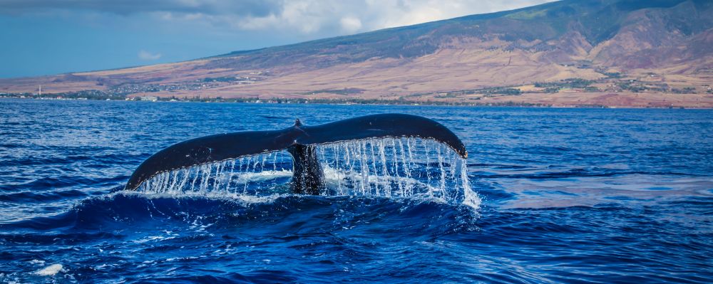 A whale tail over the water in Maui, Hawaii