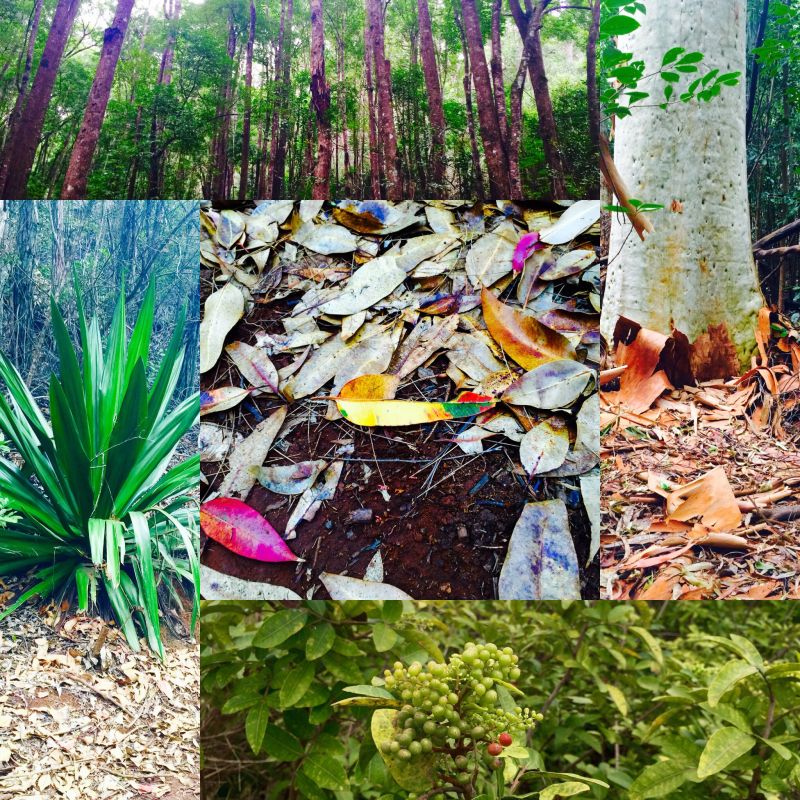 Pine tree forest, Sisal plant, Eucalyptus and Christmas Berries