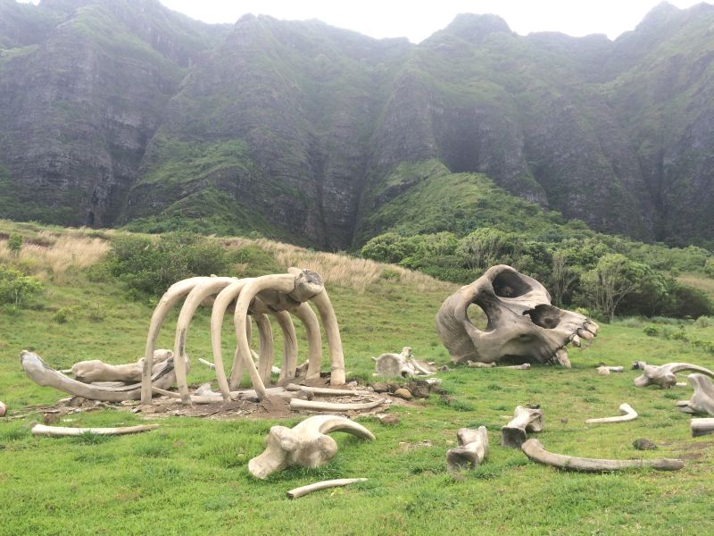 Skulls and bones of Ka'a'awa Valley (Jurassic Valley)