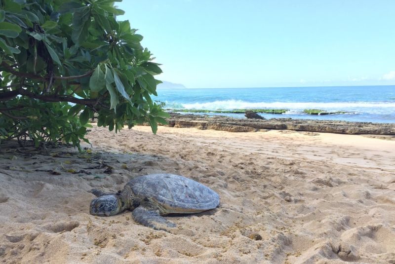 Oahu's Papailoa Beach was used as one of the filming locations for TV series Lost