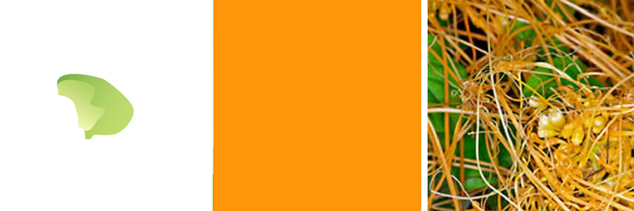 Lanai. Color: Orange. Flower: Kaunaoa.