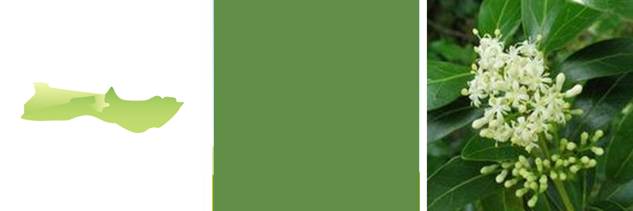 Molokai. Color: Green. Flower: Kukui Nut.
