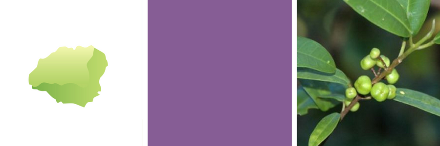 Kauai. Color: Purple. Flower: Mokihana Berry.