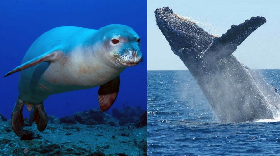 Hawaii State Symbols: mammal - Monk Seal; sea mammal - Humpback Whale