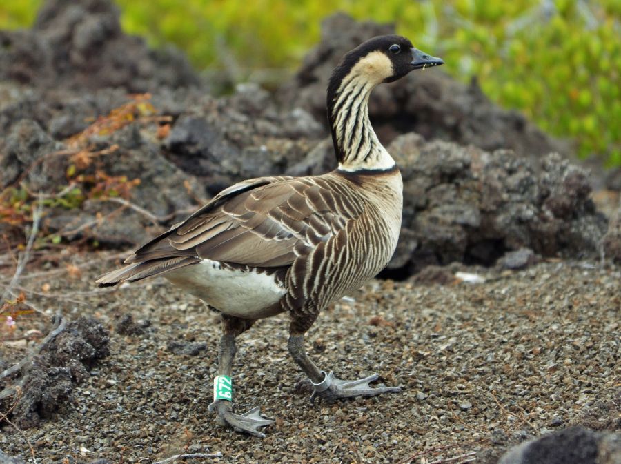 Hawaii State Bird - Nene or Hawaiian Goose on the lava plains of Hawaii Volcanoes National Park