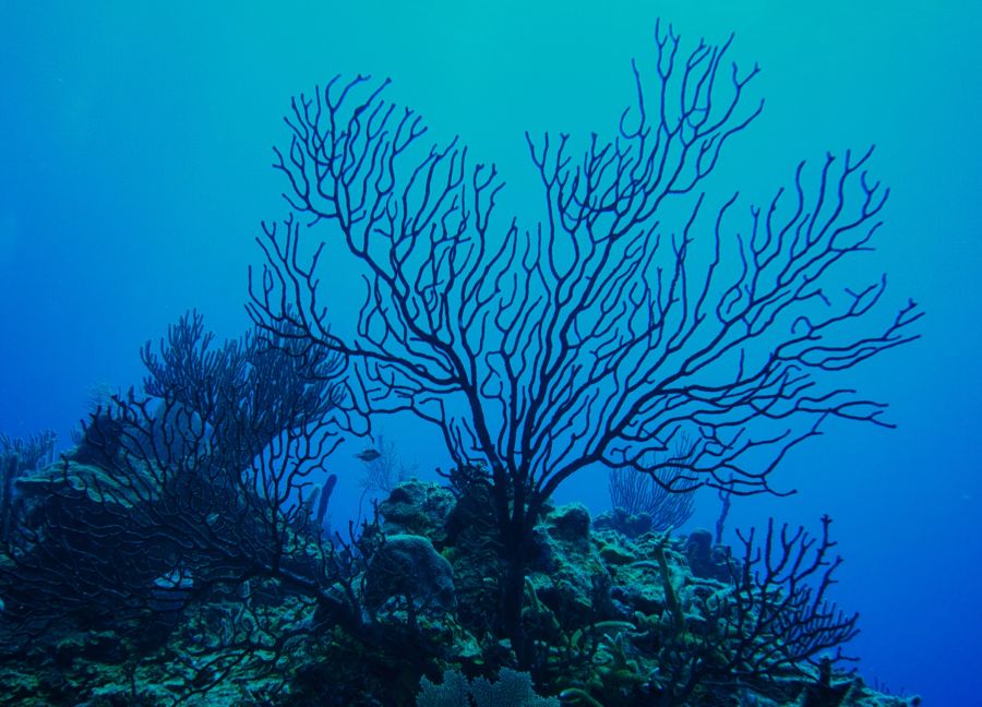 Hawaii State Gemstone - Black Coral
