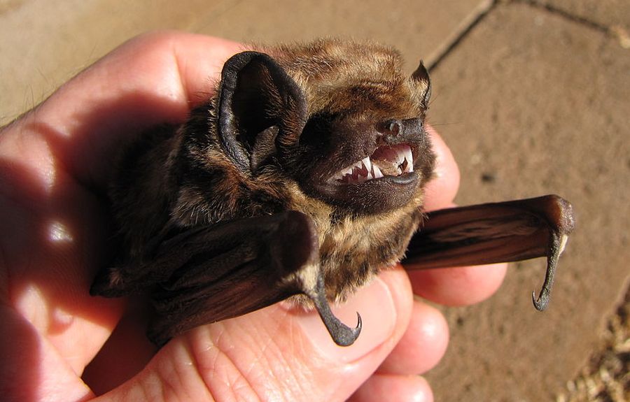 Hawaii State Land Mammal - Hawaiian Hoary Bat