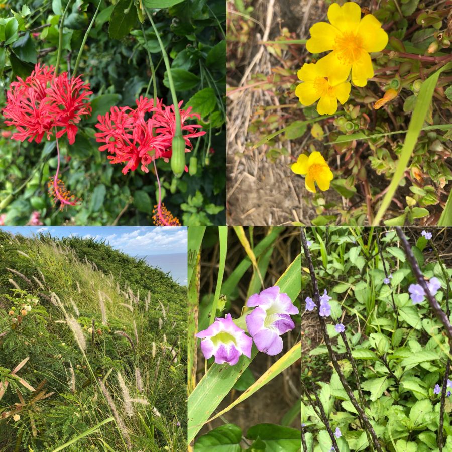 Native plants growing along Lanikai Pillbox Trail