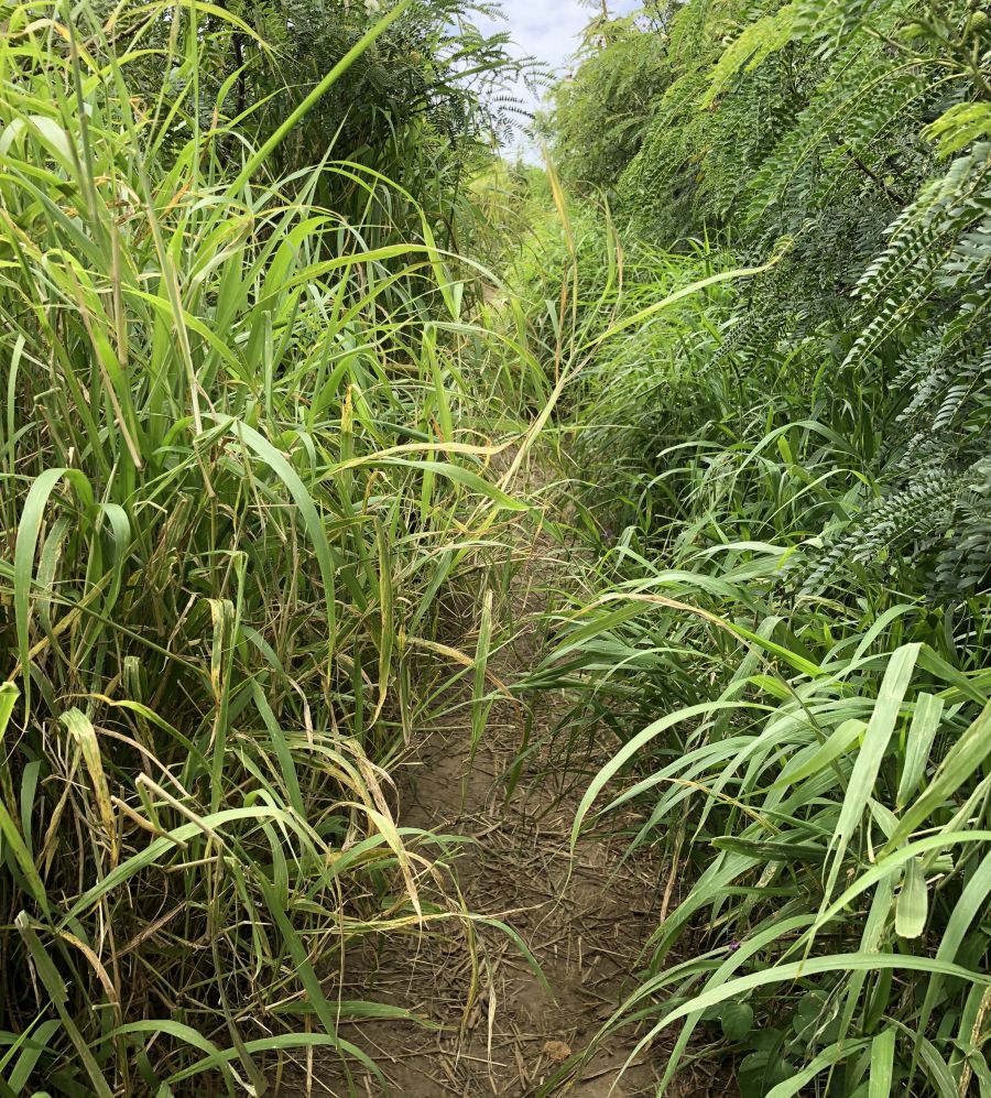 Most of Lanikai Pillbox Trail is not shaded. Soft grass along the trail