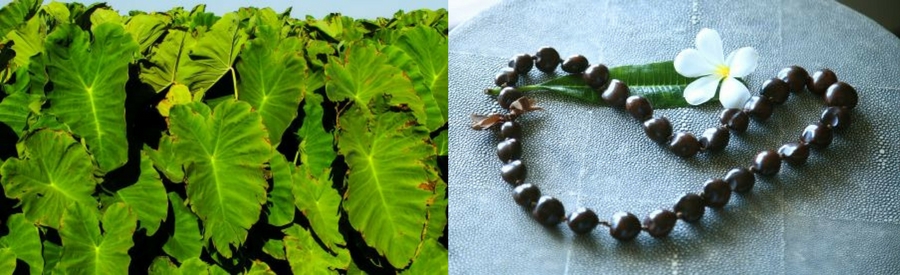 Field of taro plant; lei of Kukui tree nuts (candlenuts)