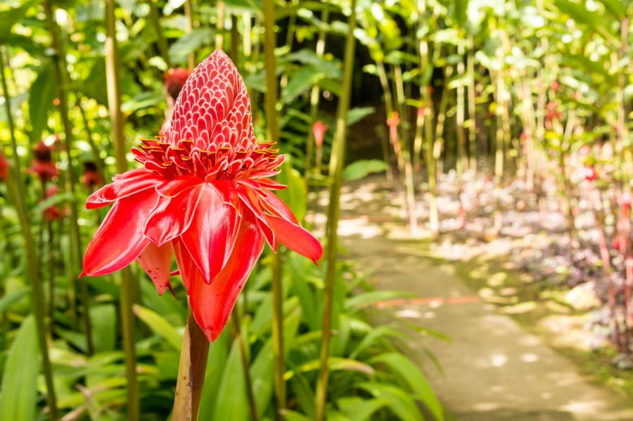 Red torch ginger flower (Etlingera elatior)