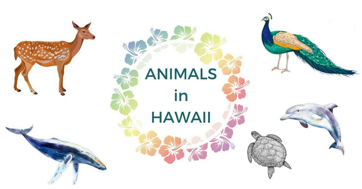 Everyday Hawaii Animals - HomeyHawaii