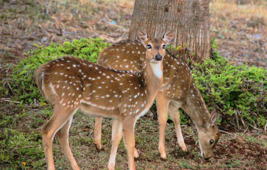 Wild Axis deers grazing on Molokai, Hawaii