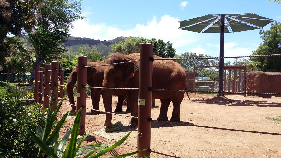 This elephant enclosure of Honolulu Zoo was used to film "Gentle Giant Petting Zoo" in 2015 Jurassic World movie