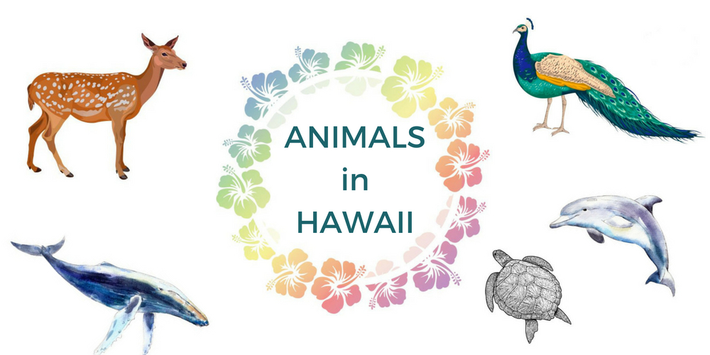 Collage with illustrations of some everyday Hawaii animals: humpback whale, dolphin, green sea turtle, axis deer and peacock