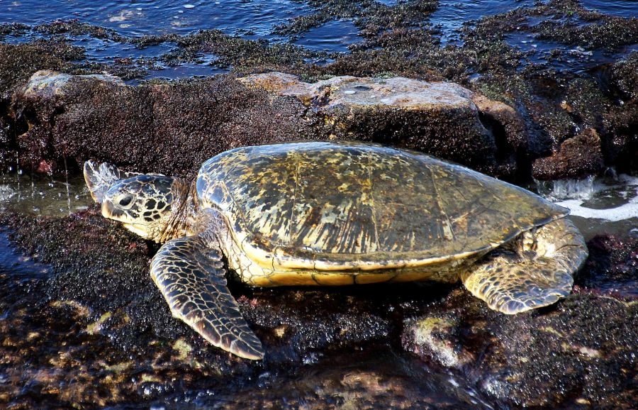 A green sea turtle on rocks in Maui, Hawaii