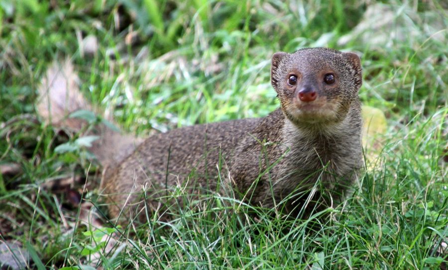 Mongoose in the grass in Hawaii