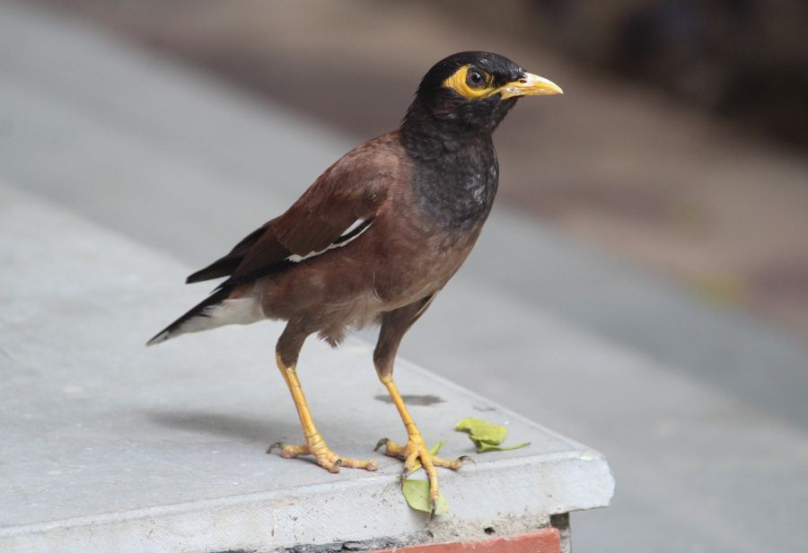 Myna Bird - a chatty brown bird with a yellow beak