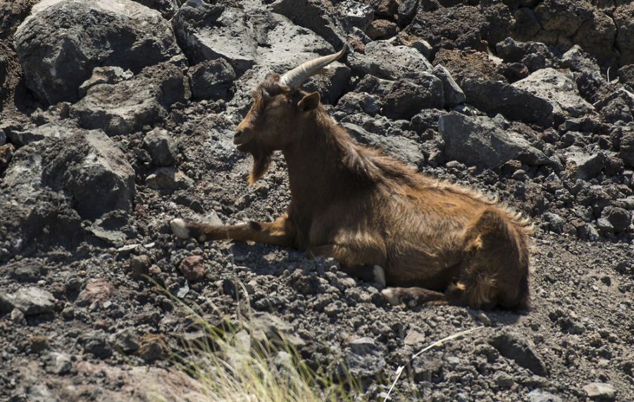 A Wild Goat in Hawaii, on crunchy a'a lava