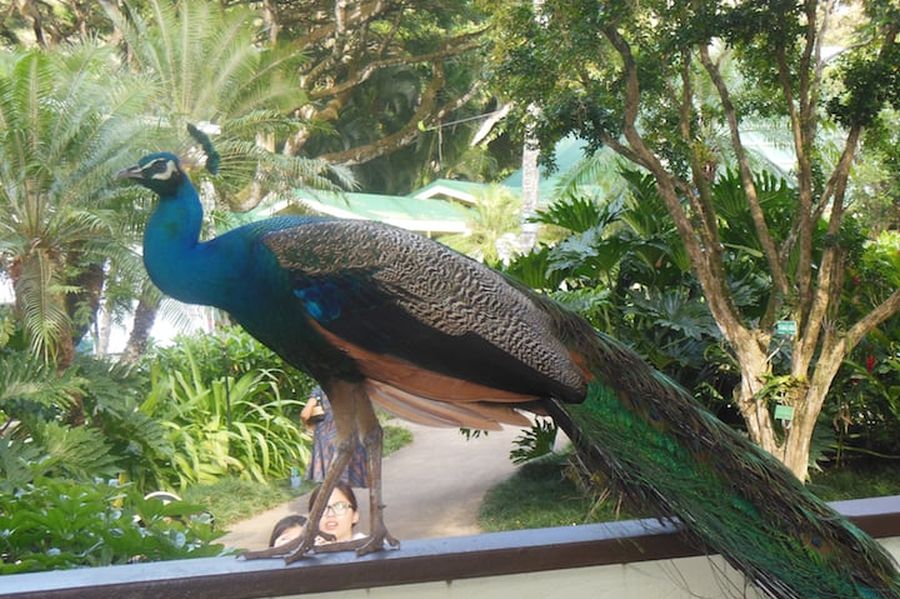A wild peacock in Waimea Valley, Oahu